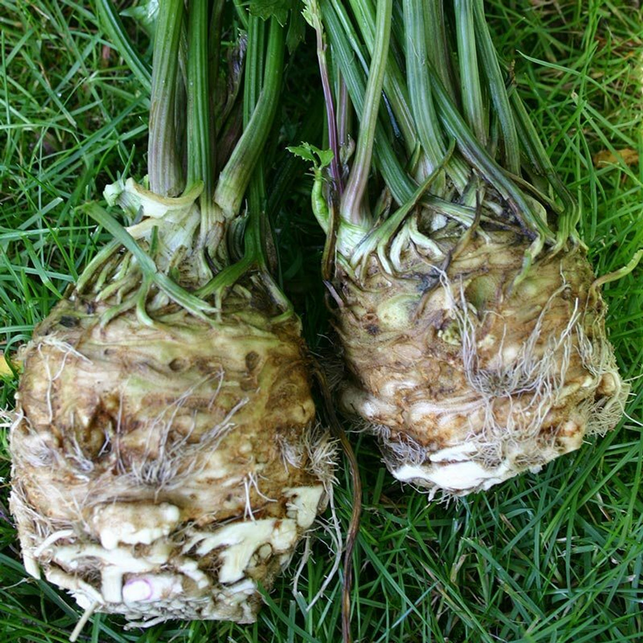 Celeriac